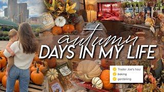 AUTUM DAYS  Trader Joe’s fall haul autumn gardening baking apple crisp & cozy home moments ️ 