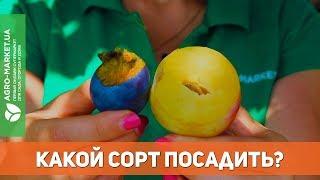 Как выбрать саженец сливы?  Вкусные сорта слив  Какой сорт сливы посадить  Agro-Market.ua