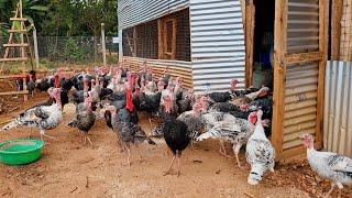 African Turkey Farming  Updates #turkeyfarming #uganda #poultryfarming #chicken #turkeyhunting