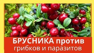 Брусника подавляет рост болезнетворных грибков и паразитов. Домашний лечебник