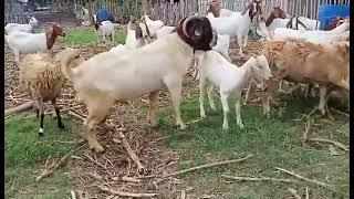 Goat mating