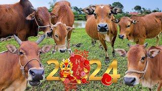 con bò - nhạc con bò chào năm mới 2024 - bài hát con bò vui nhộn - cow dance