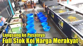 Full Stok Koi Harga Merakyat Lansung Dari Pusatnya‼️GLORY LUMAJANG KOI CENTER