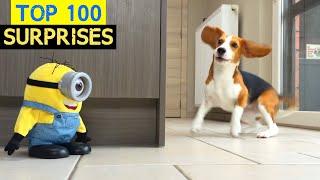 TOP 100 Funny DOGS VS Surprises  Hilarious Reactions