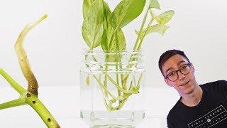 How To Propagate Pothos Cuttings  2 BEST Methods