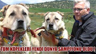 DÜNYA ŞAMPİYONU KANGAL  KÖPEK IRKLARININ HEPSİNİ YENEN EFSANE KANGAL KÖPEĞİ ŞAMPİYON ZORO KURTÇU İT