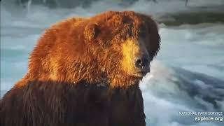 The Katmai Bearcap - More Fresh Faces Hit the Falls - Katmai Bears of Brooks Falls 624 - 625