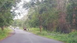 Elephant Attack 22 July 2022 - Dhimbam Hasanur - Sathyamangalam Tiger Reserve