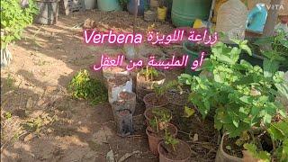 زراعة اللويزة Verbena أو المليسة من العقل.