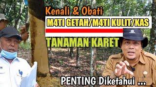 Kenali dan Atasi M4ti GetahM4ti Kulit KAS pada Tanaman Karet