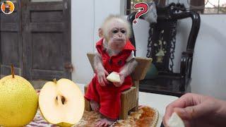 KuKu Parky the monkey was fed a delicious pear by his father today