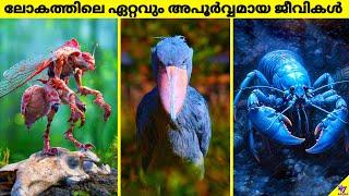 Rarest Animals On Earth That Are Only Seen Few Times  Facts Malayalam  47 ARENA