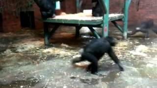 Chimps Wipeout Family Of Ducks In Mass Attack