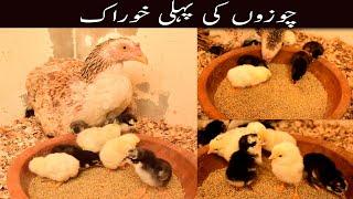 Aseel Chicks First Feed  Feed For New Born Aseel Chicks  Gull khan
