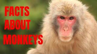 20 INTERESTING FACT ABOUT MONKEY