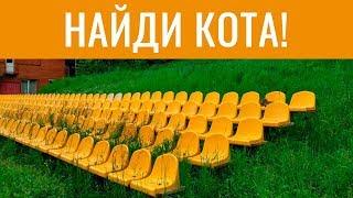 НАЙДИ КОТА  Попробуй найди кота на фотке  БУДЬ В КУРСЕ TV