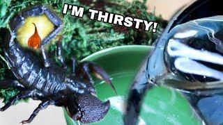 WATERING My SCORPIONS Clean Water