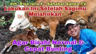 drh. Risa Isna F - LAKUKAN INI SETELAH SAPIMU MELAHIRKAN AGAR BIRAHI NORMAL DAN CEPAT BUNTING.