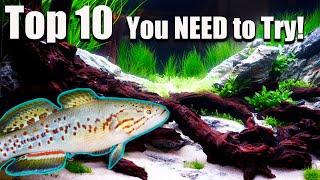 Top 10 Fish Everyone Should Try at Least Once