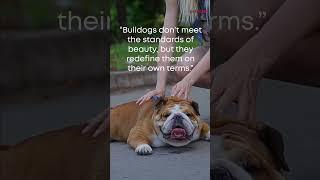 Unleash the Wisdom Bulldog Quotes That Will Melt Your Heart