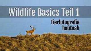 Tierfotografie hautnah Wildlife-Basics Teil 1 Meine Tricks für die Wildlife-Fotografie