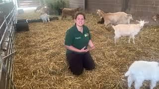 GOLDEN GUERNSEY GOATS