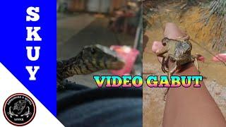 Video gabut iguana vs Salva