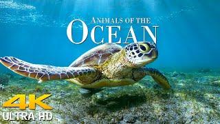 Animals of the Ocean 4K -  Scenic Relaxation Film With Calming Music  Scenic Film Nature