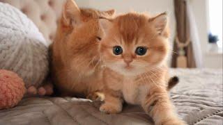 Top 5 Most Beautiful Cat Breeds in The World