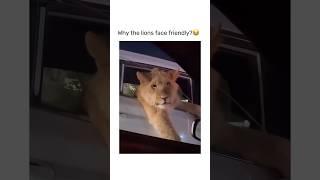 Funny Animal  #funny #viral #pets #cat #cats #memes #animals #cute #shorts #short