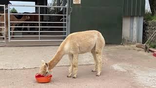 Feeding Alpacas that don’t seem to eat.