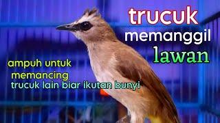 Suara trucukan memanggil lawan paling ampuh untuk pancingan trucuk bahan biar rajin bunyi