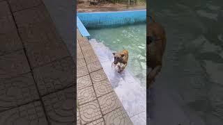 Belgian Malinois Dog Catch Fish