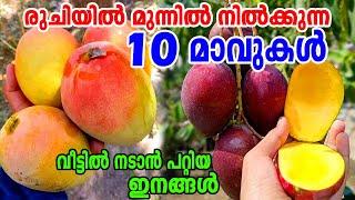വീട്ടുമുറ്റത്ത് നടാൻ പറ്റിയ പത്ത് മാവിനങ്ങൾ Top 10 verities of Best MangoesBest Mango TreesMango