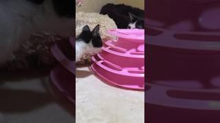  Older Cats Curiosity Unleashed First Meeting with Rescued Kitten  Compilation #shorts