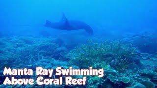 Manta Ray Swimming Above Coral Reef