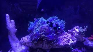 Black Storm Clownfish in Ritteri Anemone