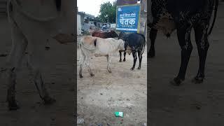 bull  fight on road  