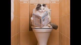 Как приучить кошку к унитазу? Советы владельцам кошек How to accustom a cat to a toilet bowl?