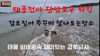 태풍전야 4일오후 당암포구 잘나오는 포인트 공개 당암포구에서 많이잡을라면 이거 보고가셔요