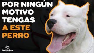 DOGO ARGENTINO 7 RAZONES PARA NO TENERLO