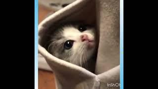 коты котэ котенок гав #shorts #short #shortvideo #shortsvideo