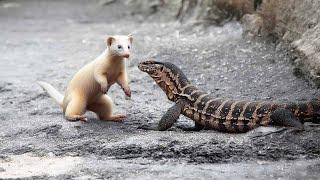 ARMINHO FAMINTO CAÇA E ATACA SEM PIEDADE UM LAGARTO