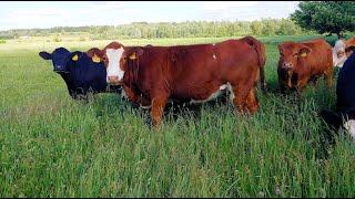 Why Simmentals? Back then and today