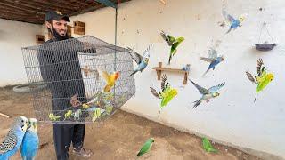 Budgies Parrots Ko Birds Aviary Main Chor Dia 