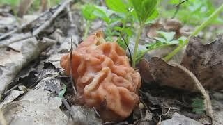 Какие грибы собирать ранней весной. Spring mushrooms.