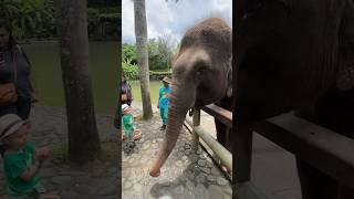 Memberi makan gajah #gajah #balizoo #bermainsambilbelajar