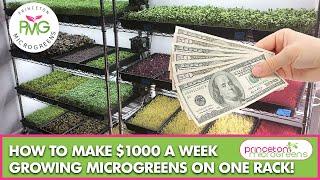 How to make $1000 a week growing Microgreens on one rack