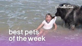 Funniest Animals  - Best Of The 2020 Funny Animal Videos 