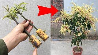 SYNTHESIS OF SUPER UNIQUE TECHNIQUES propagating mango trees in super simple ways